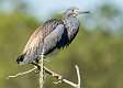 200: Heron - Tricolored-1