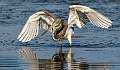 201: Heron - Tricolored-2