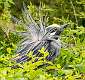 202: Heron - Yellow-crowned Night-1
