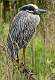 203: Heron - Yellow-crowned Night-2