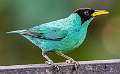 204: Honeycreeper - Green-1