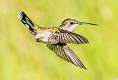205: Hummingbird - Ruby-throated-2