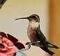 206: Hummingbird - Ruby-throated