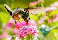 207: Hummingbird - White Crested Coquette-1