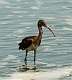 208: Ibis - Glossy juvenal