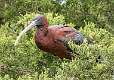209: Ibis - Glossy-1