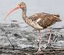 212: Ibis - White-1