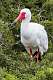 213: Ibis - White-2