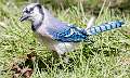 215: Jay - Blue-1