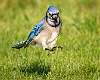 216: Jay - Blue-2