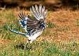 219: Jay - Blue-5