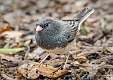 221: Junco - Dark-eyed-2