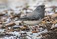 222: Junco - Dark-eyed-3