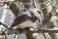 223: Junco - Dark-eyed