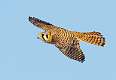 224: Kestrel - American-1