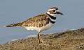 225: Kildeer-1