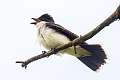 226: Kingbird - Eastern-1
