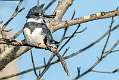 228: Kingfisher - Belted-1