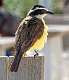 230: Kiskadee-1