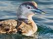 233: Loon - Common-1