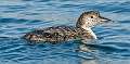 234: Loon - Common-2