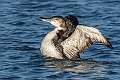 235: Loon - Common-3-2