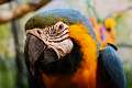 238: Macaw - Blue-and-yellow