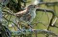 239: Marsh Wren