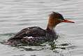 245: Merganser - Red-breasted
