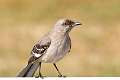 248: Mockingbird - Northern