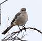 249: Mockingbird