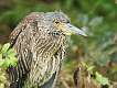 253: Night-Heron, Yellow Capped fledgling