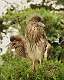 250: Night-heron - Black capped fledgling