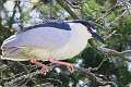 251: Night-heron - Black-crowned