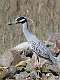 252: Night-heron - Yellow-crowned