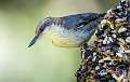 254: Nuthatch - Brown-headed-1