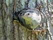 255: Nuthatch - White-breasted-1