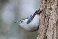 256: Nuthatch - White-breasted
