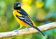 257: Oriole - Baltimore-1
