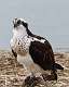 258: Osprey