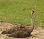 259: Ostrich female