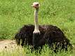 260: Ostrich male