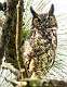 261: Owl - Great Horned-1