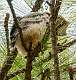 262: Owl - Great Horned-2