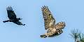 263: Owl - Great Horned-3