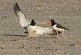 265: Oystercatcher - American