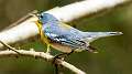 266: Parula - Northern-1
