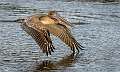 268: Pelican - Brown-2