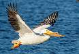 270: Pelican - White -1