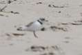 277: Plover - Piping